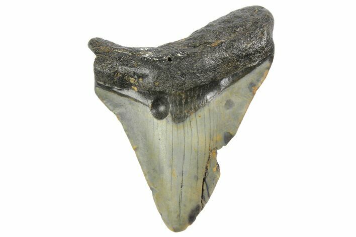 Bargain, Megalodon Tooth - North Carolina #152843